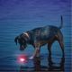 GlowStreak LED Bold, Hundelegetøj