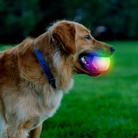 NiteIze - GlowStreak Wild+ LED Bold, Hundelegetøj